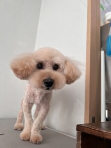 モカくんのトリミング写真