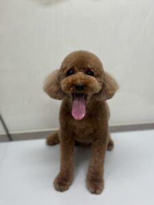 もこくんのトリミング写真