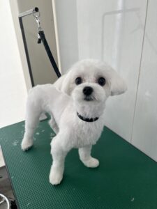 もっちくんのトリミング写真