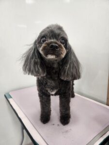 モナちゃんのトリミング写真