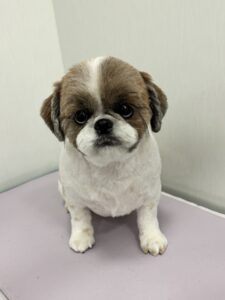 ゆずちゃんのトリミング写真