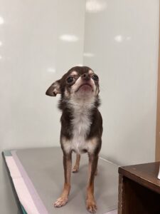 柚餅子(ゆべし)くんのトリミング写真