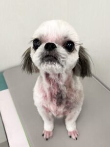 ゆめちゃんのトリミング写真