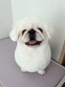 らふぁちゃんのトリミング写真