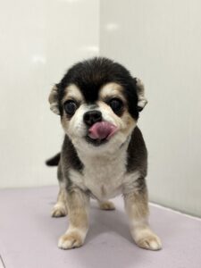 りなちゃんのトリミング写真