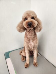 レオンくんのトリミング写真