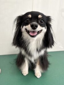 レナちゃんのトリミング写真