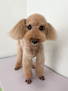 クッキーくんのトリミング写真