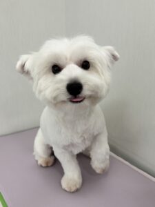 ココちゃんのトリミング写真