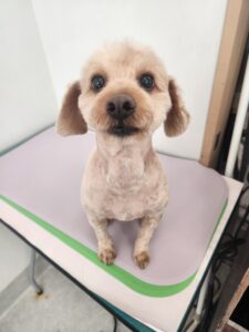 ココアくんのトリミング写真