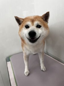 コタロウくんのトリミング写真