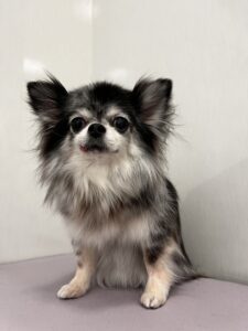 サニーちゃんのトリミング写真