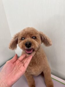 チェリーちゃんのトリミング写真