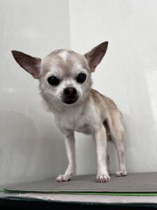 チップくんのトリミング写真