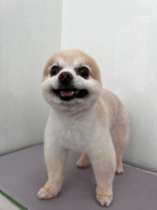 チロくんのトリミング写真