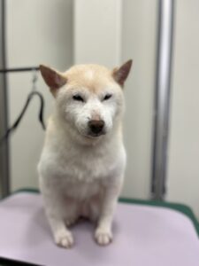 チロちゃんのトリミング写真