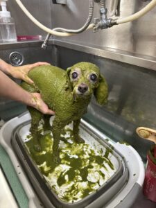 ティアラちゃんのトリミング写真