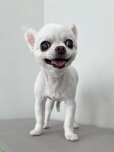 ナナちゃんのトリミング写真
