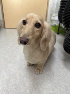 ニコちゃんのトリミング写真
