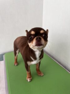 ニコちゃんのトリミング写真