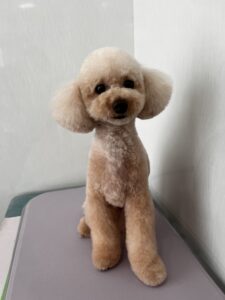 マロンくんのトリミング写真