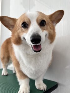 ムギちゃんのトリミング写真