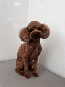 メイちゃんのトリミング写真