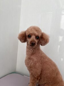 メイプルくんのトリミング写真