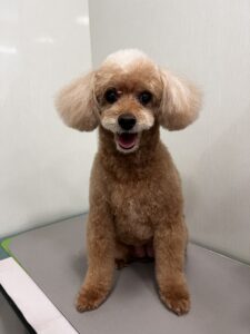 モカちゃんのトリミング写真