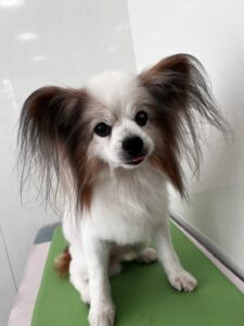 ライムくんのトリミング写真