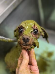 ライムくんのトリミング写真