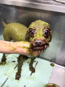 7月28日のわんこたちの写真