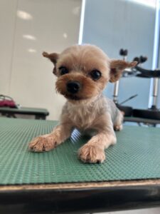 7月29日のわんこたちの写真