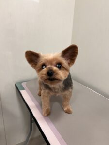 ミクちゃんのトリミング写真