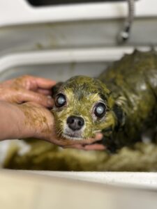 ハチくんのトリミング写真