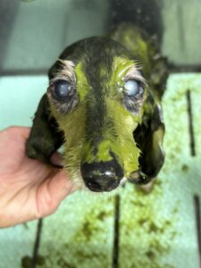 凛(りん)ちゃんのトリミング写真