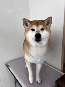 小太郎(こたろう)くんのトリミング写真