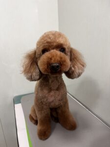 茶々丸くんのトリミング写真