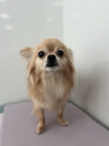 麦ちゃんのトリミング写真