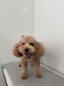 ルルくんのトリミング写真