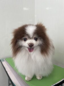 ココアちゃんのトリミング写真