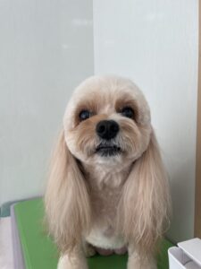 ハニーちゃんのトリミング写真