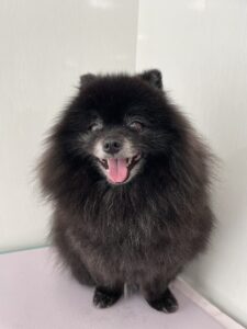 クローバーくんのトリミング写真