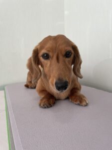 しまちゃんのトリミング写真