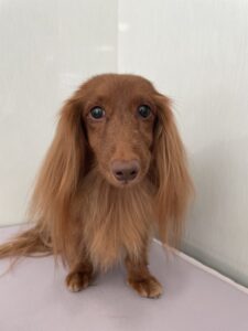 和ノ助(わのすけ)くんのトリミング写真