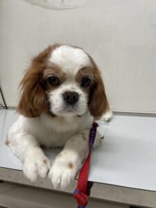 ココくんのトリミング写真
