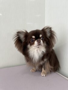 すずめちゃんのトリミング写真
