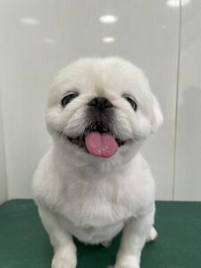 ペコちゃんのトリミング写真