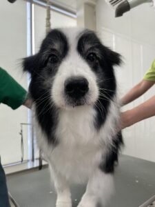 7月16日のわんこたちの写真