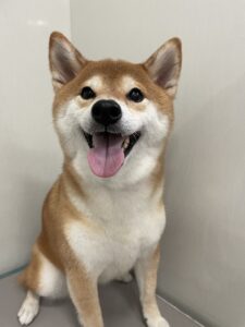 こなつちゃんのトリミング写真
